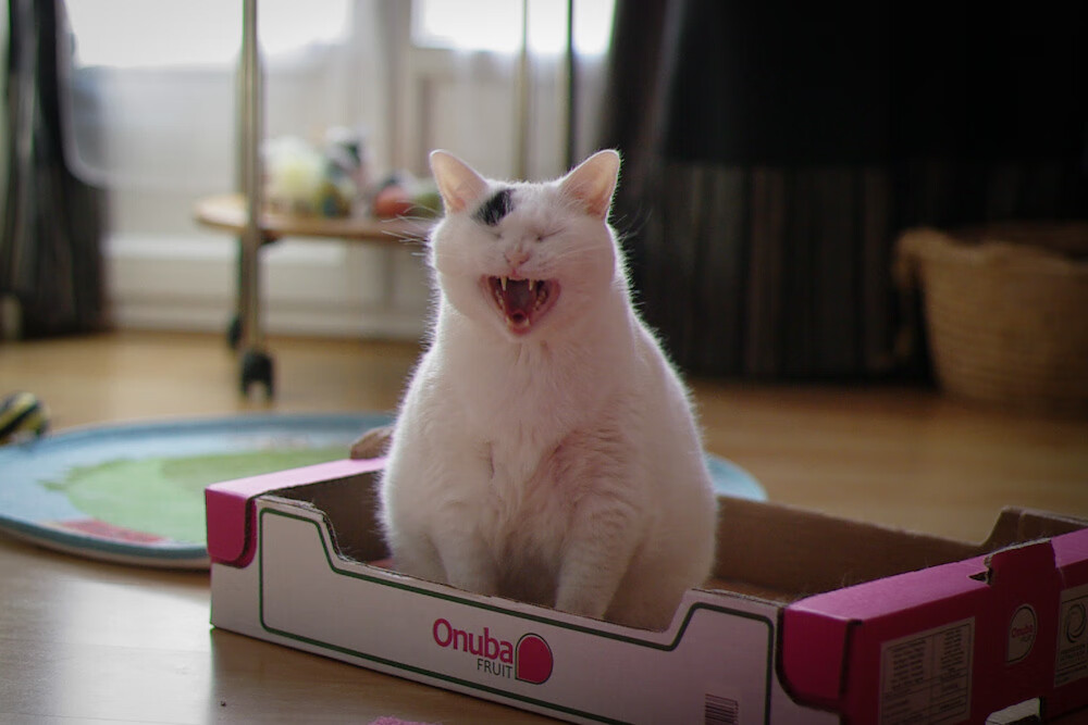 kaiyun体育综合-NBA与Meta联手开发球员元宇宙训练平台，gamefi 元宇宙