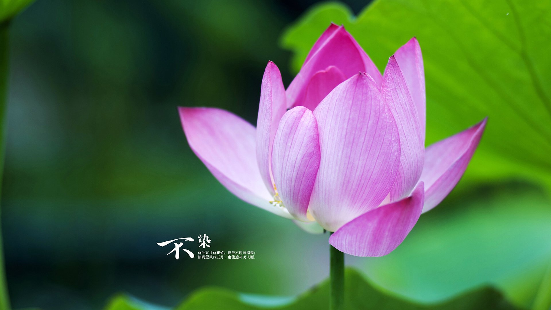 kaiyun.com-“德甲最后阶段，豪门全员拼搏争冠军”，德甲榜首