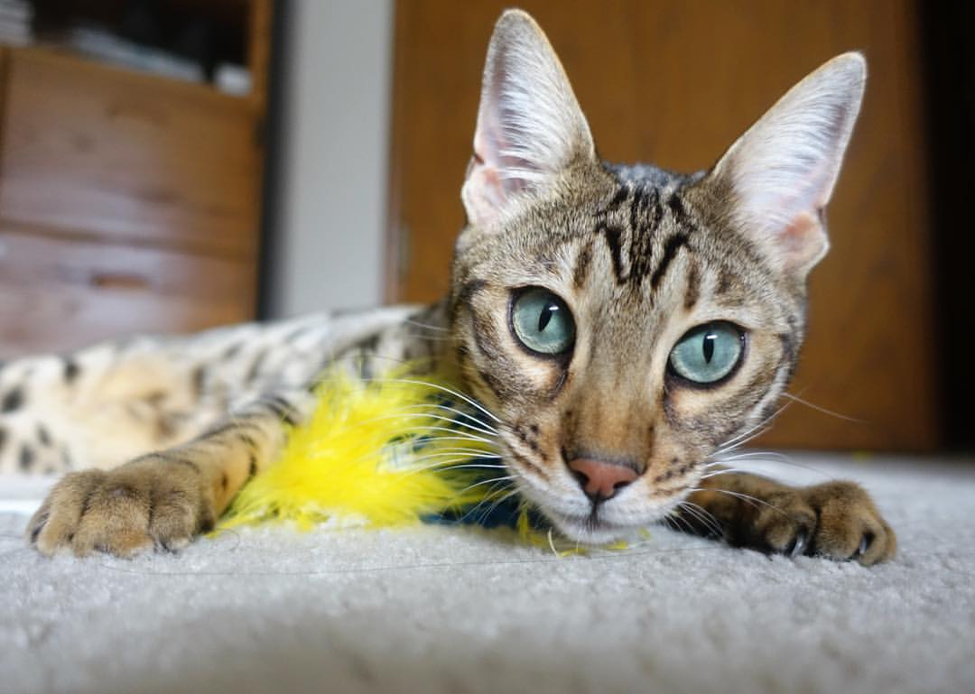 kaiyun体育app-“明星战神再临！最炙手可热的投手与击球手全场对抗”，投球手是什么意思