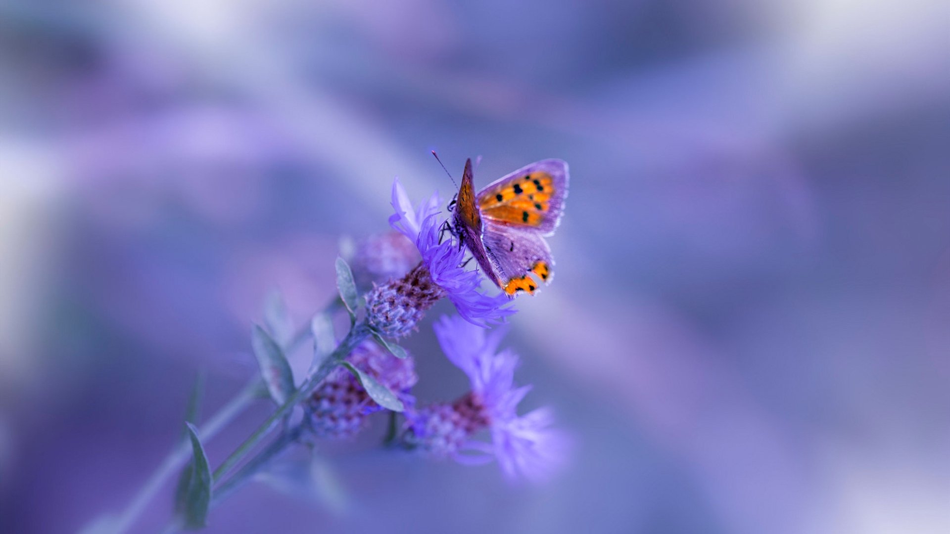 开云中国-《电竞文化交流活动：打造国际化的“电竞节”》，电竞文化节策划案