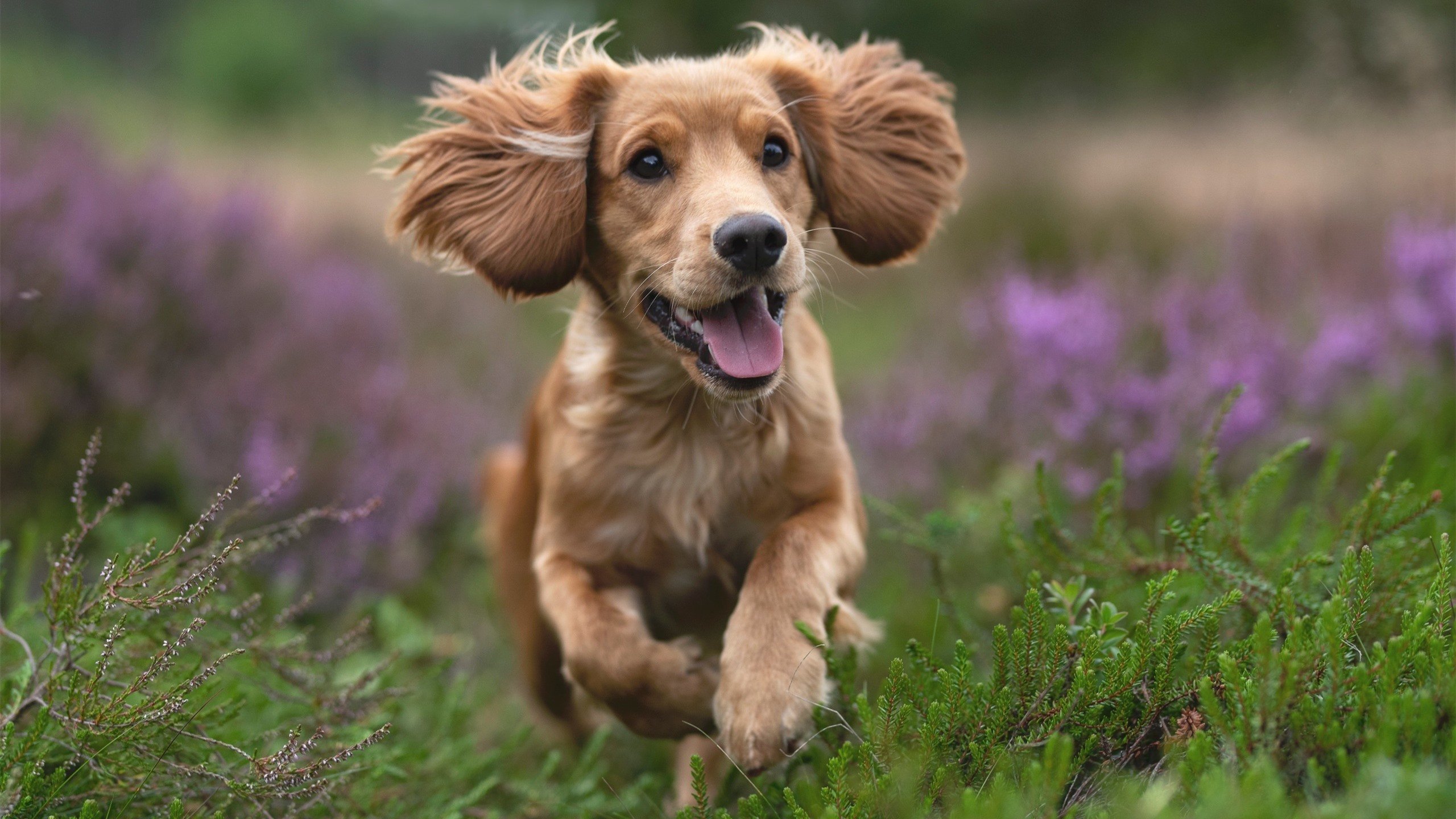 kaiyun中国官方网站-史上最震撼的欧冠决赛回忆,欧冠决赛表演