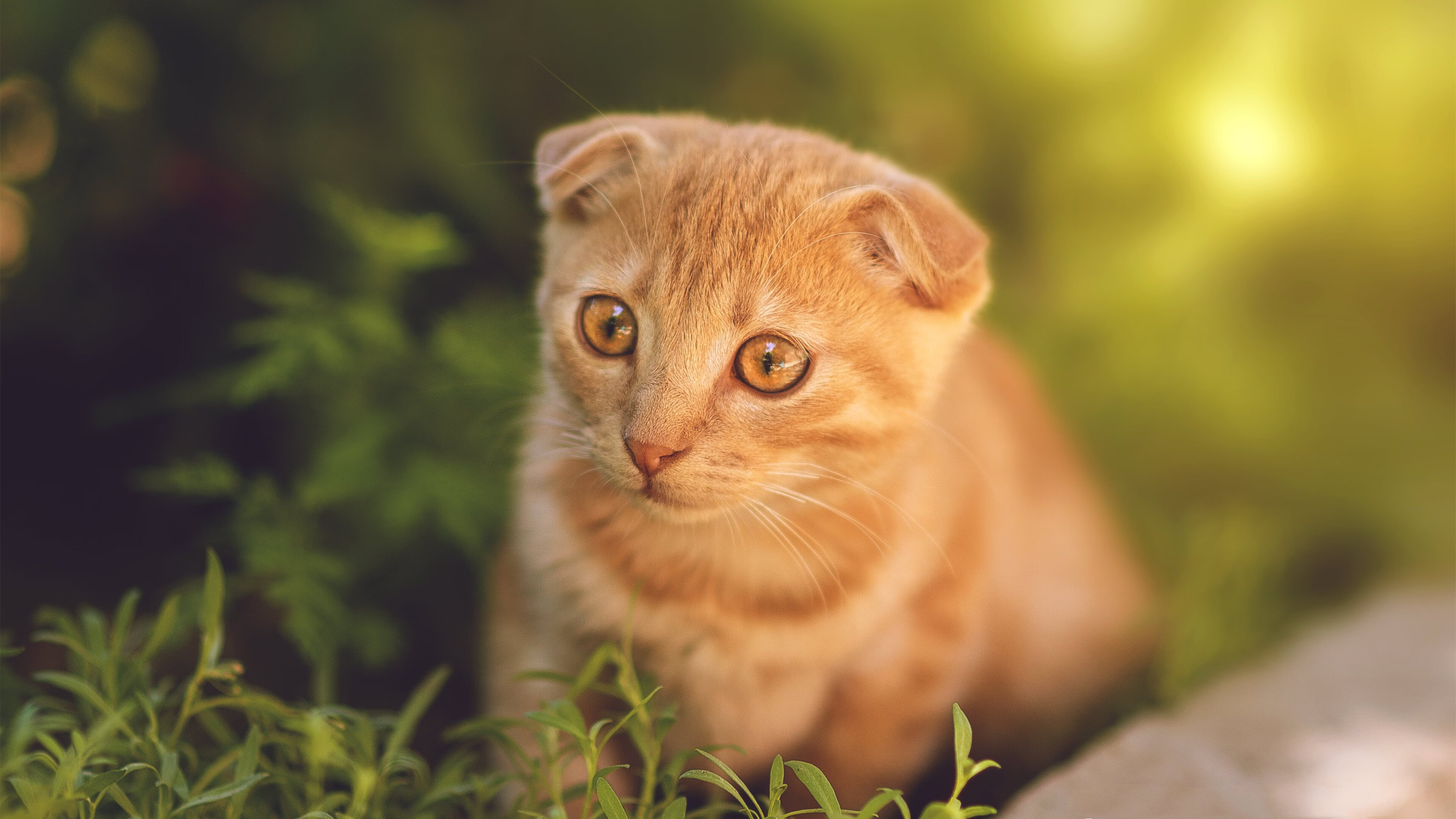 开云kaiyun-巴西女足在奥运会小组赛中表现出色，晋级淘汰赛，巴西女足 奥运会