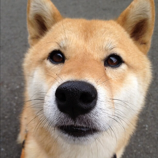 开云入口-意大利在国家联赛中2-1击败以色列,取得开门红。,意大利队进攻