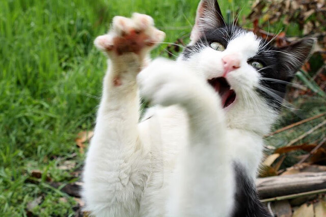 KAIYUN 中国大陆-德甲强化青训体系，培养未来巨星，德甲强队有哪些