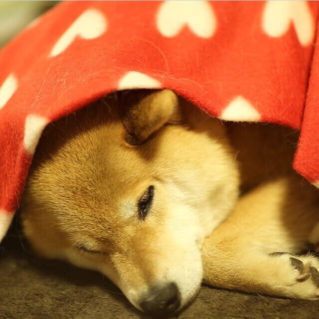 kaiyun体育app-明星助攻:联盟中最具天赋的传球大师,现役传球大师