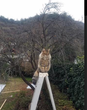 KAIYUN 中国大陆-英超发挥震撼，精彩反击与战术变化成为亮点，英超当下最流行的战术打法, 或将引领世界足球潮流!