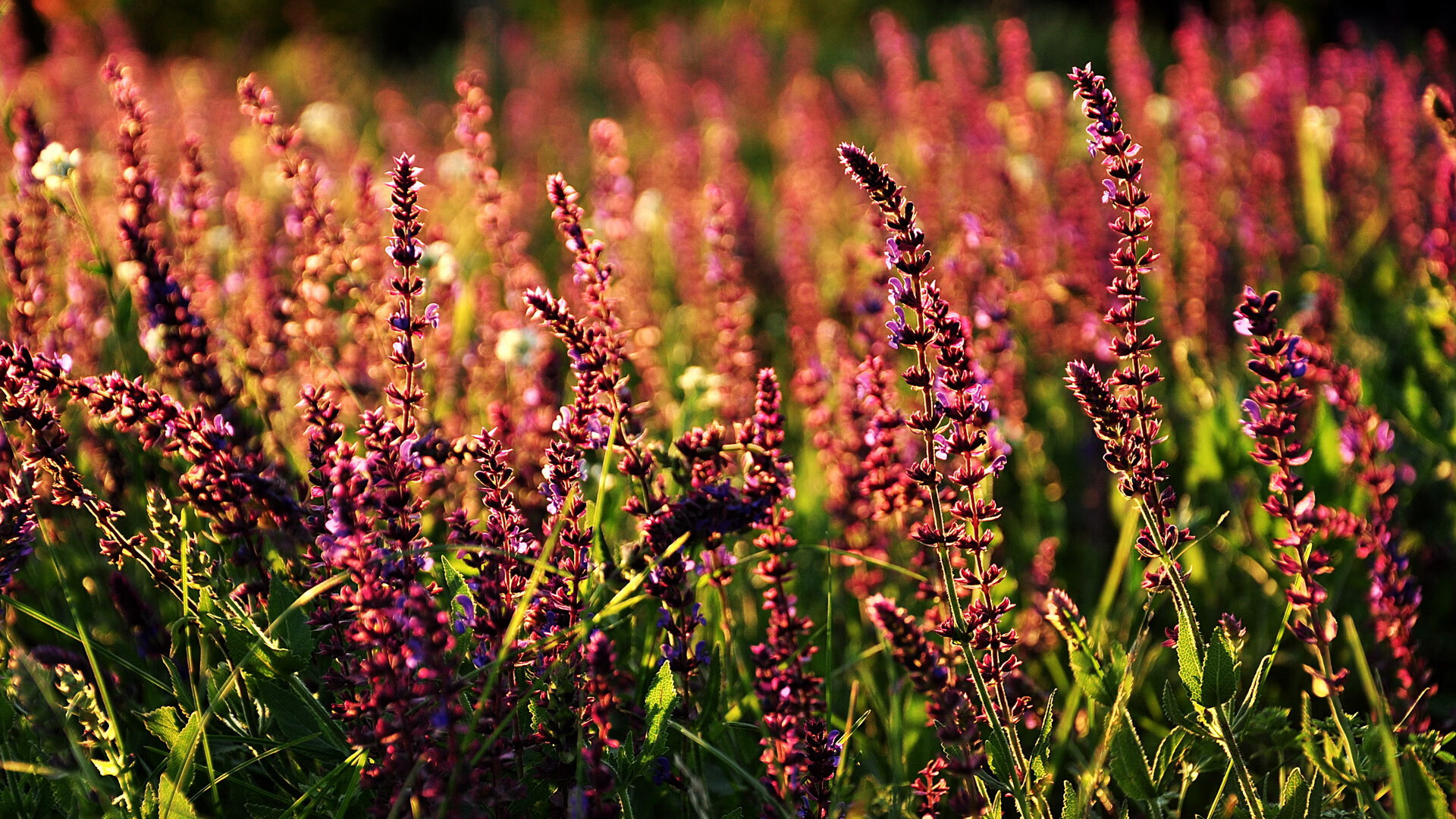 Kaiyun官方登录入口-青少年“篮动青春”艺术表演在上海精彩上演，融合多元文化，青少年篮球舞蹈表演