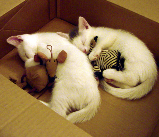 kaiyun开云·官方网站-KPL赛事与传统体育跨界合作,2021年kpl官方合作伙伴