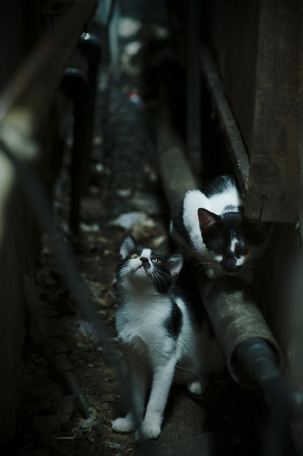 开云平台-南安普顿主场力克埃弗顿，豪取三分，南安普顿主客场球衣