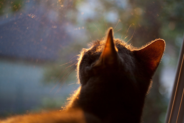 开云·体育官网APP下载-穆里尼奥重返切尔西,会有怎样的对决?,穆里尼奥在切尔西的战术