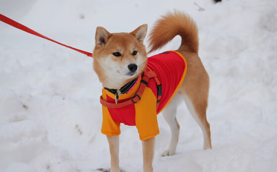 开云体育-评论：瓦拉多利德大获全胜，晋级欧冠半决赛！，瓦尔迪欧冠进球