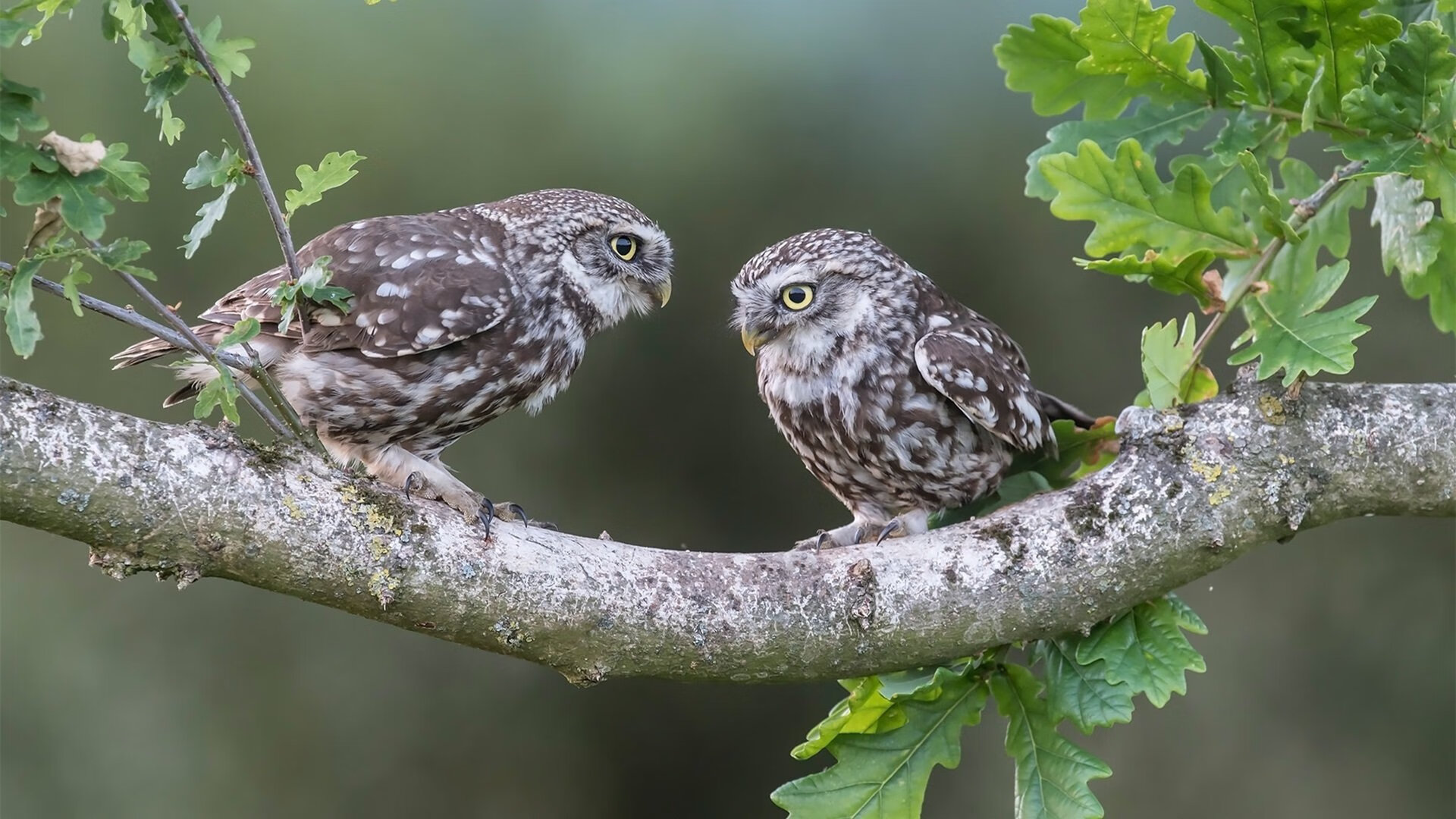 开云·Kaiyun网页版-骑士掘金对抗,场上激烈角逐震撼球迷,掘金骑士常规赛视频