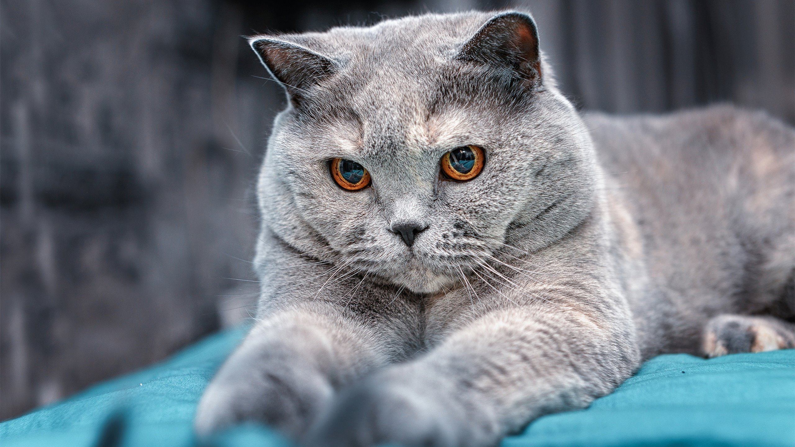 开云·体育官网-NBA球迷互动活动策划,nba球星互动