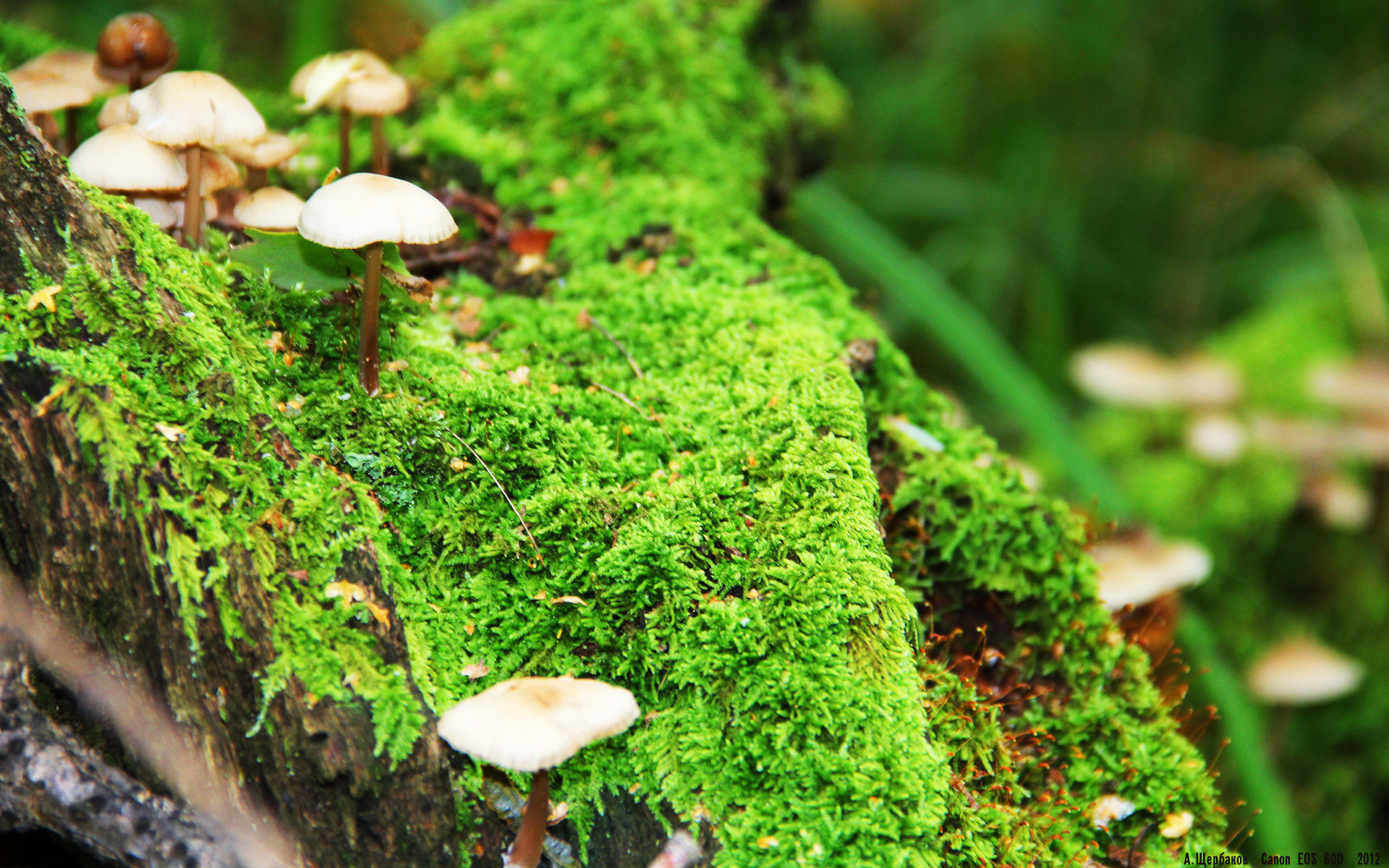 开云网站-中国篮球联赛赛事品牌建设与粉丝经济发展,中国国内的篮球联赛简称