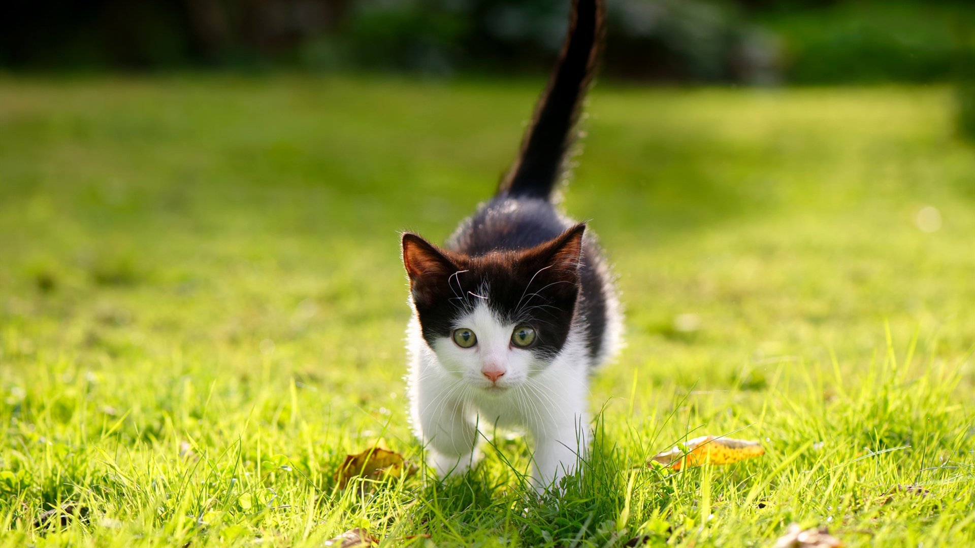 Kaiyun APP-雷霆老将主动担任新人引导角色建立兄弟关系，雷霆战将谁是老板